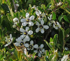 Escallonia serrata