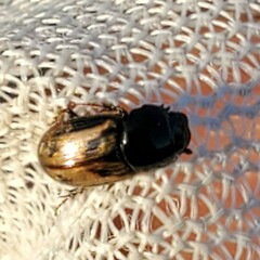 Chilothorax distinctus