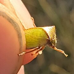 Stictocephala basalis