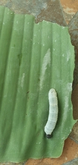 Erionota torus