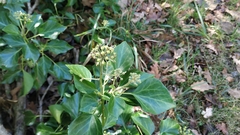 Hedera