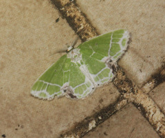 Protuliocnemis castalaria