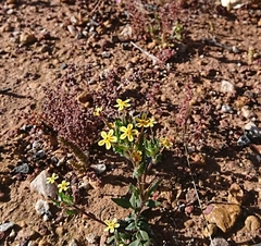 Zaluzianskya divaricata