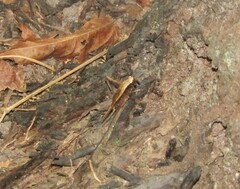 Eneoptera surinamensis