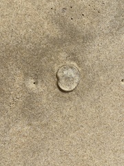 Pseudorhiza haeckeli