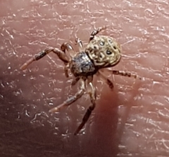 Cymbacha