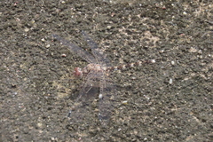 Bradinopyga geminata