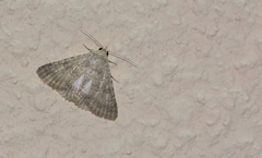 Pandesma anysa