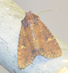 Mesapamea secalis