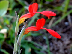 Gladiolus cunonius