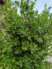 Euonymus japonicus