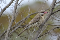 Acanthagenys rufogularis