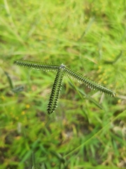 Dactyloctenium aegyptium image