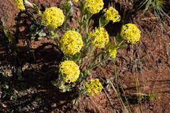 Lasiosiphon kraussianus