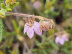 Thomasia petalocalyx