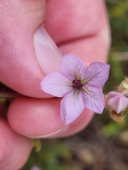 Thomasia petalocalyx
