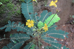 Biophytum sensitivum