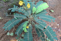 Biophytum sensitivum