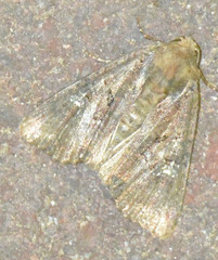 Mesapamea secalis