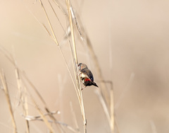 Amandava amandava