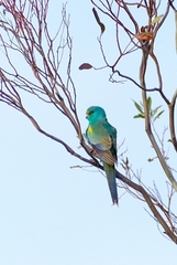 Psephotus varius
