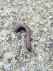 Ommatoiulus rutilans