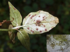 Puccinia circaeae