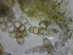 Puccinia circaeae