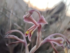 Gladiolus orchidiflorus