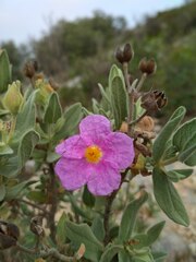 Cistus albidus