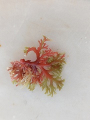 Sphaerococcus coronopifolius