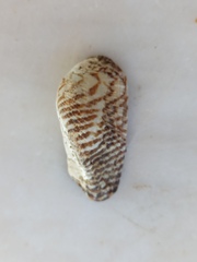 Arca noae