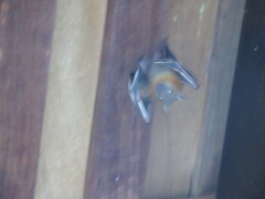 Cynopterus brachyotis