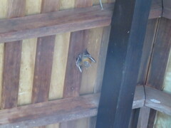 Cynopterus brachyotis