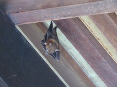 Cynopterus brachyotis