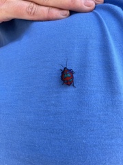 Tectocoris diophthalmus