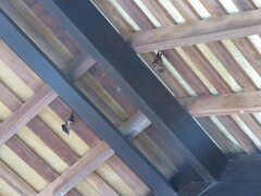 Cynopterus brachyotis