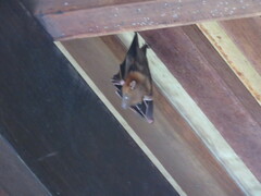 Cynopterus brachyotis