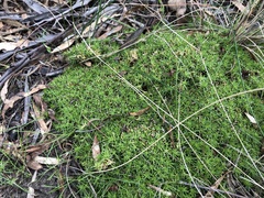 Scleranthus biflorus