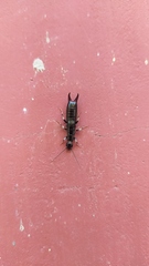 Gonolabis marginalis