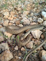 Malpolon monspessulanus