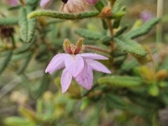 Thomasia petalocalyx
