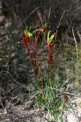 Image of Little Kangaroo Paw (Anigozanthos bicolor) by (c) Margaret Langley, some rights reserved (CC BY)