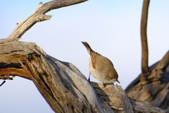 Acanthiza uropygialis