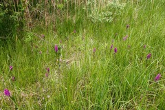 Dactylorhiza majalis