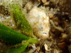 Antennarius hispidus