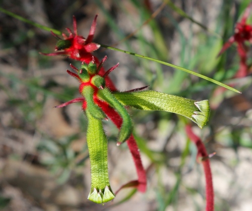 Image of Little Kangaroo Paw (Anigozanthos bicolor) by (c) Margaret Langley, some rights reserved (CC BY)