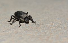 Trachyderma philistina