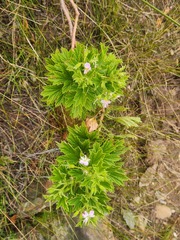 Pelargonium scabrum