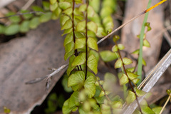 Lindsaea linearis